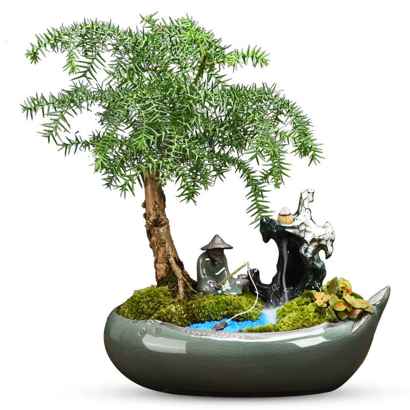 澳洲杉盆景  售價500元/盆  租價100元/月